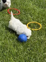 Francie, a female Shihpoo for sale in Stratton, CO – 2 of 6