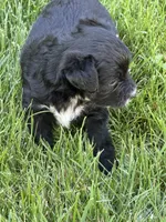 Macy, a female Yorkipoo for sale in Stratton, CO – 3 of 3
