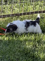 Caine, a male Shihpoo for sale in Stratton, CO – 2 of 6