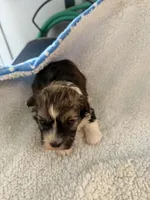 Olive, a female Shihpoo for sale in Stratton, CO – 2 of 7