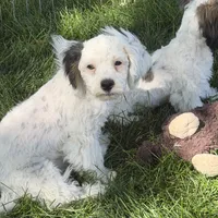 Felix, a male Shihpoo for sale in Stratton, CO – 3 of 7