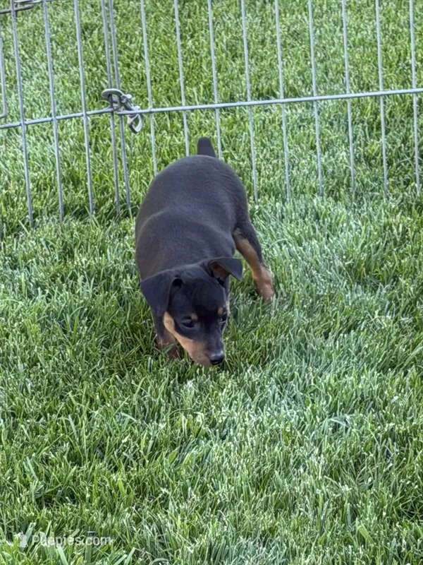 Buddy – Miniature Pinscher puppy for sale in Stratton, CO