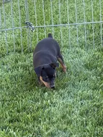Buddy, a male Miniature Pinscher for sale in Stratton, CO – 1 of 3