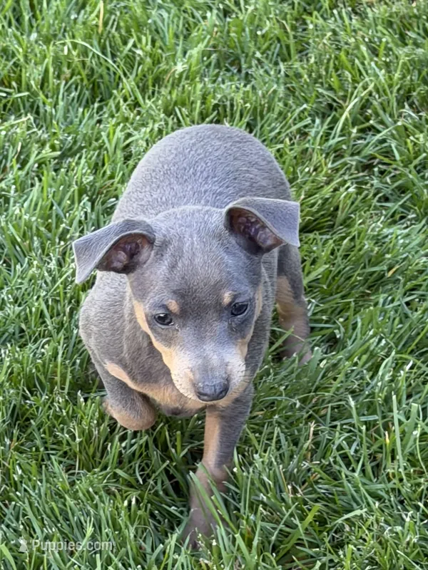 Betty – Miniature Pinscher puppy on hold in Stratton, CO