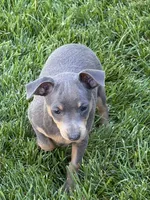 Betty, a female Miniature Pinscher for sale in Stratton, CO – 1 of 3