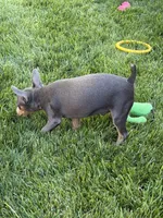 Buster, a male Miniature Pinscher for sale in Stratton, CO – 8 of 9
