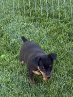 Buddy, a male Miniature Pinscher for sale in Stratton, CO – 3 of 3