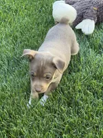 Ziggy, a male Rat Terrier for sale in Stratton, CO – 5 of 6
