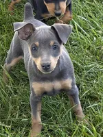 Taffy, a female Miniature Pinscher for sale in Stratton, CO – 2 of 5