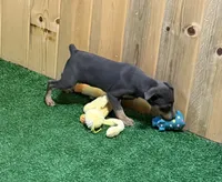 Teddy, a male Miniature Pinscher for sale in Stratton, CO – 2 of 4