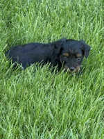 Mia, a female Yorkipoo for sale in Stratton, CO – 4 of 4