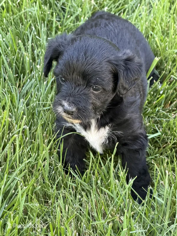 Macy – Yorkipoo puppy for sale in Stratton, CO