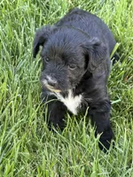 Macy, a female Yorkipoo for sale in Stratton, CO – 1 of 3