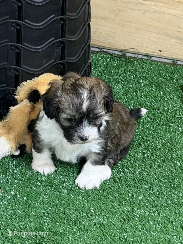 Oakley – Shihpoo puppy for sale in Stratton, CO