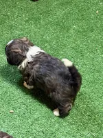 Purdy, a female Shihpoo for sale in Stratton, CO – Photo 7 of 7