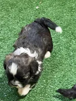 Purdy, a female Shihpoo for sale in Stratton, CO – Photo 3 of 7