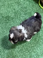 Purdy, a female Shihpoo for sale in Stratton, CO – Photo 6 of 7