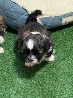 Purdy, a female Shihpoo for sale in Stratton, CO – Photo 4 of 7