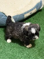 Purdy, a female Shihpoo for sale in Stratton, CO – Photo 2 of 7