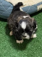 Purdy, a female Shihpoo for sale in Stratton, CO – Photo 1 of 7