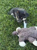 Zorro, a male Rat Terrier for sale in Stratton, CO – 2 of 6