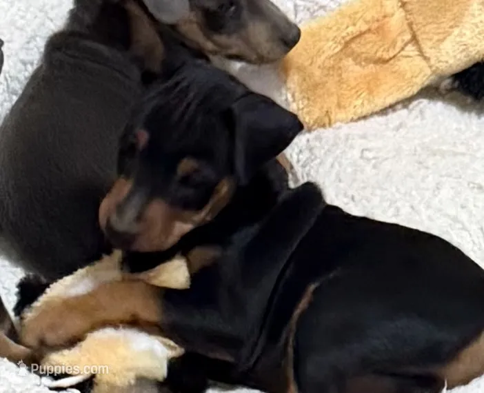 Champ, a male Miniature Pinscher for sale in Stratton, CO – 1 of 5