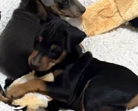 Champ, a male Miniature Pinscher for sale in Stratton, CO – 1 of 5