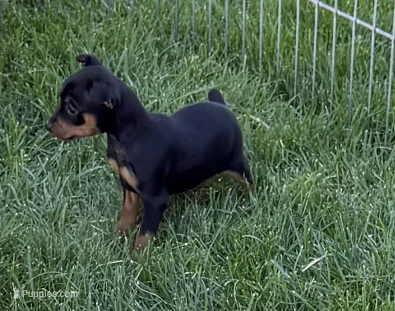 Gus – Miniature Pinscher puppy for sale in Stratton, CO