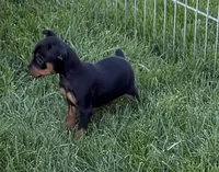 Gus, a male Miniature Pinscher for sale in Stratton, CO – 3 of 5