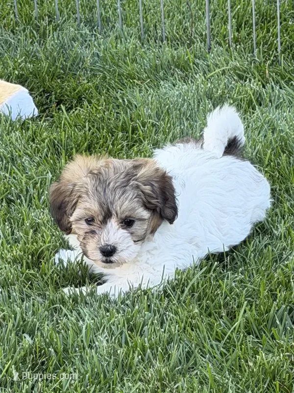 Lily – Shihpoo puppy for sale in Stratton, CO