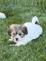 Lily, a female Shihpoo for sale in Stratton, CO – 1 of 5