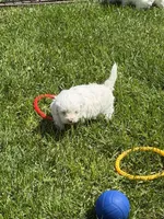 Francie, a female Shihpoo for sale in Stratton, CO – 4 of 6