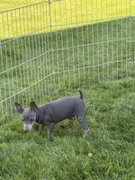 Buster, a male Miniature Pinscher for sale in Stratton, CO – 9 of 9