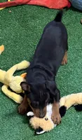 Champ, a male Miniature Pinscher for sale in Stratton, CO – 4 of 5