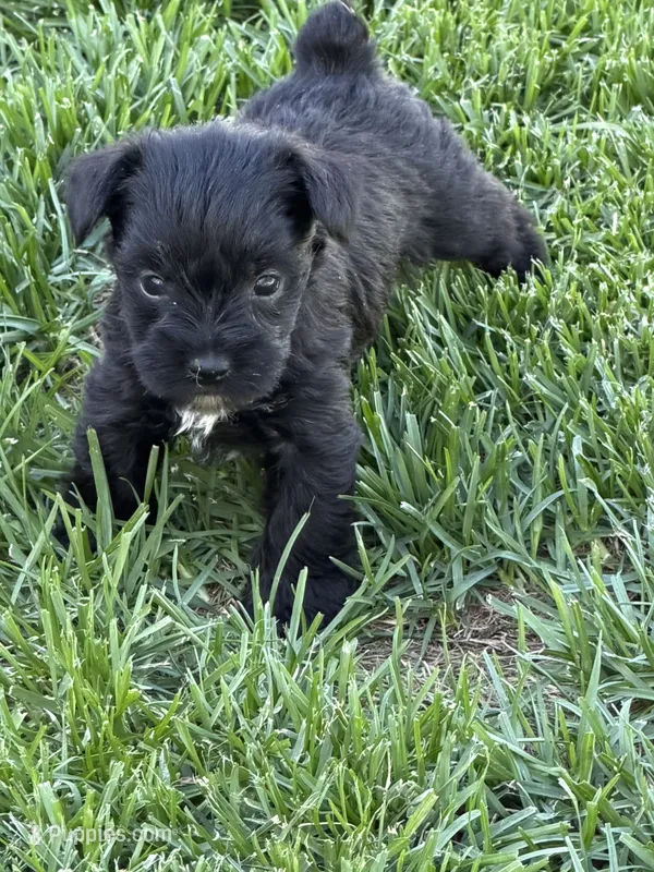 Abby – Miniature Schnauzer puppy for sale in Stratton, CO