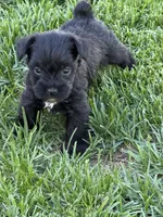 Abby, a female Miniature Schnauzer for sale in Stratton, CO – 1 of 9