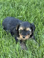 Morky, a  Yorkipoo for sale in Stratton, CO – 2 of 2