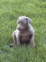 Bengi, a male Miniature Pinscher for sale in Stratton, CO – 2 of 5