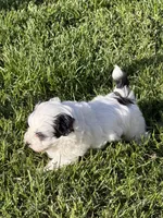 Cisco, a male Shihpoo for sale in Stratton, CO – 4 of 5