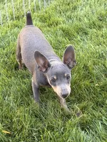 Buster, a male Miniature Pinscher for sale in Stratton, CO – 7 of 9