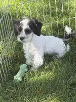 Cisco, a male Shihpoo for sale in Stratton, CO – 2 of 10