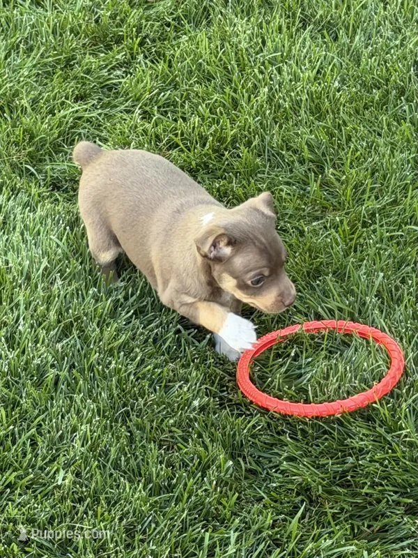 Ziggy – Rat Terrier puppy for sale in Stratton, CO
