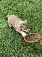 Ziggy, a male Rat Terrier for sale in Stratton, CO – 1 of 6