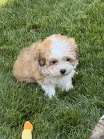 Lexi, a female Shihpoo for sale in Stratton, CO – 4 of 6