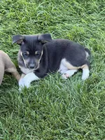Zorro, a male Rat Terrier for sale in Stratton, CO – 6 of 6