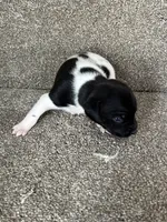 Gerdy, a female Rat Terrier for sale in Stratton, CO – Photo 3 of 6