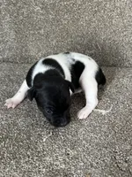 Gerdy, a female Rat Terrier for sale in Stratton, CO – Photo 2 of 6