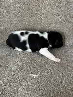 Gerdy, a female Rat Terrier for sale in Stratton, CO – Photo 4 of 6