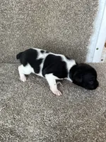 Gerdy, a female Rat Terrier for sale in Stratton, CO – Photo 6 of 6