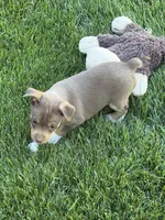 Ziggy, a male Rat Terrier for sale in Stratton, CO – 4 of 6
